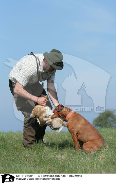 Magyar Vizsla bei Kaninchenjagd / rabbit hunting training / IF-04084