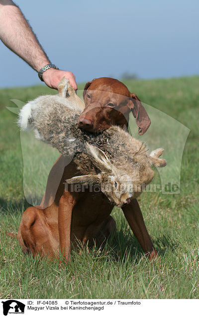 Magyar Vizsla bei Kaninchenjagd / rabbit hunting training / IF-04085