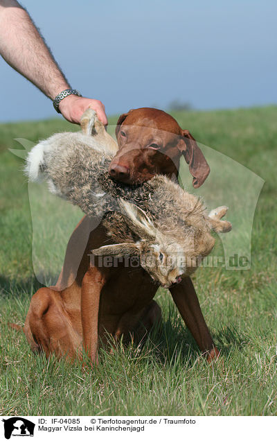 Magyar Vizsla bei Kaninchenjagd / rabbit hunting training / IF-04085