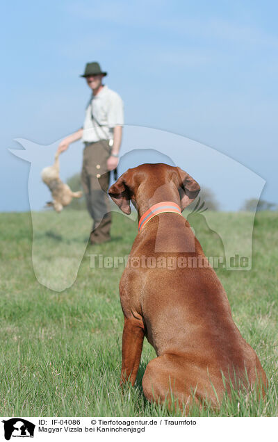 Magyar Vizsla bei Kaninchenjagd / rabbit hunting training / IF-04086