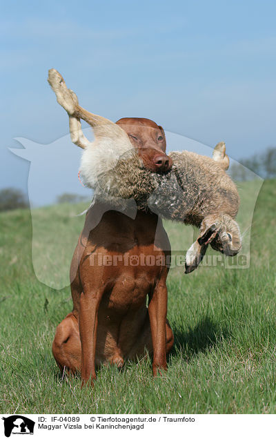 Magyar Vizsla bei Kaninchenjagd / rabbit hunting training / IF-04089