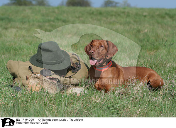 liegender Magyar Vizsla / lying Magyar Vizsla / IF-04090