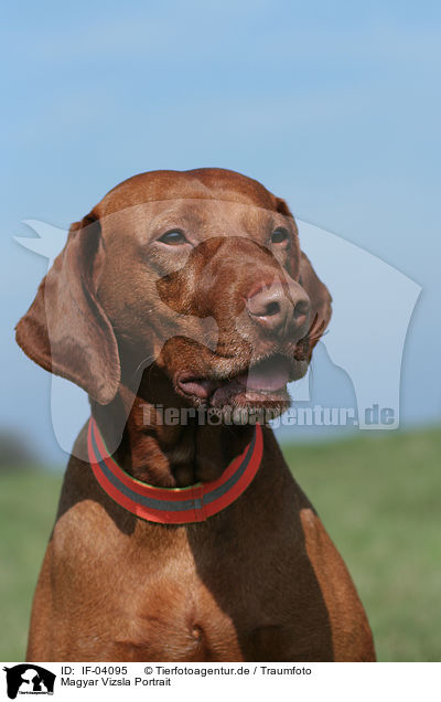 Magyar Vizsla Portrait / IF-04095