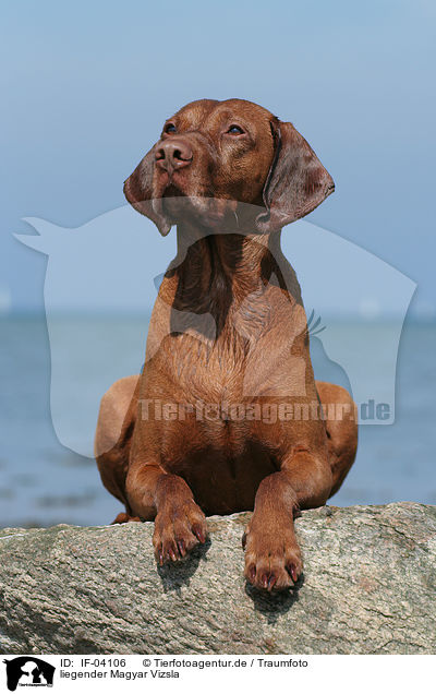 liegender Magyar Vizsla / lying Magyar Vizsla / IF-04106