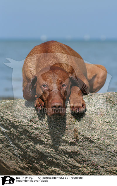 liegender Magyar Vizsla / lying Magyar Vizsla / IF-04107