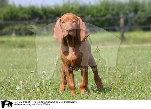 stehender Magyar Vizsla Welpe / BM-01665
