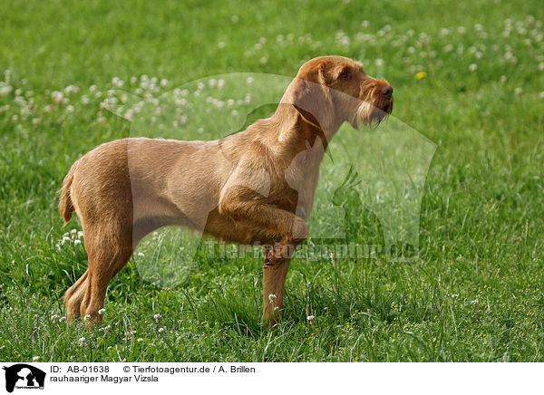 rauhaariger Magyar Vizsla / wirehaired Magyar Vizsla / AB-01638