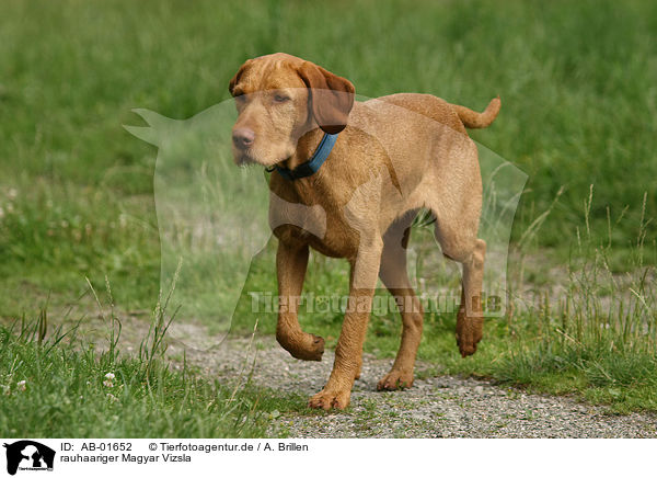 rauhaariger Magyar Vizsla / wirehaired Magyar Vizsla / AB-01652