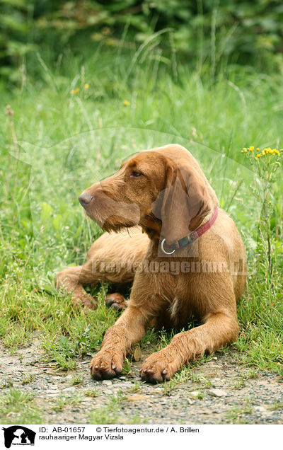 rauhaariger Magyar Vizsla / AB-01657