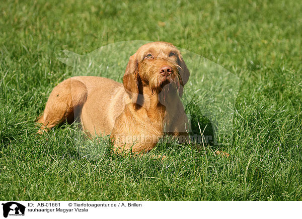 rauhaariger Magyar Vizsla / AB-01661