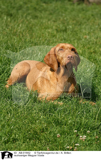 rauhaariger Magyar Vizsla / wirehaired Magyar Vizsla / AB-01662