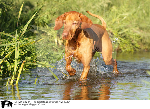 kurzhaariger Magyar Vizsla / shorthaired Magyar Vizsla / MK-02244