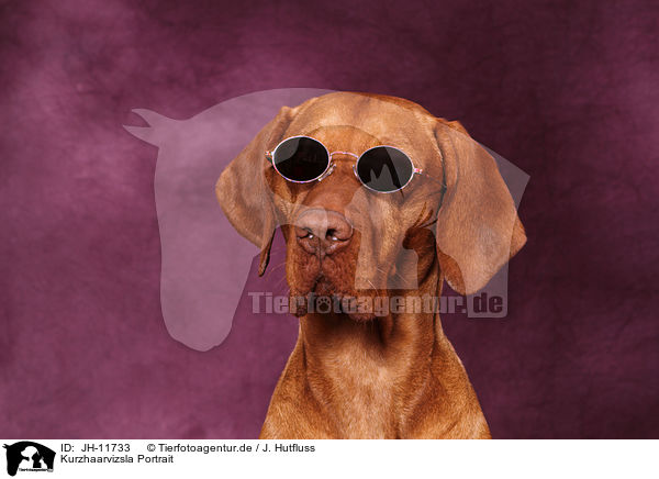 Kurzhaarvizsla Portrait / JH-11733