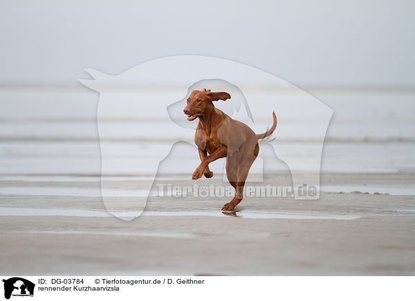 rennender Kurzhaarvizsla / DG-03784
