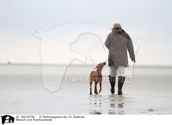 Mensch und Kurzhaarvizsla / DG-03792