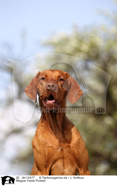 Magyar Vizsla Portrait / JH-12477
