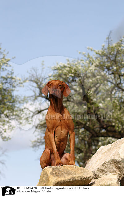 sitzender Magyar Vizsla / sitting Magyar Vizsla / JH-12478