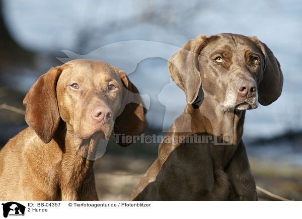 2 Hunde / 2 dogs / BS-04357