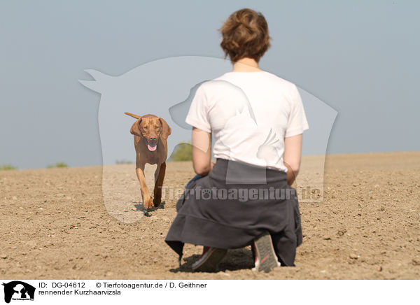 rennender Kurzhaarvizsla / DG-04612