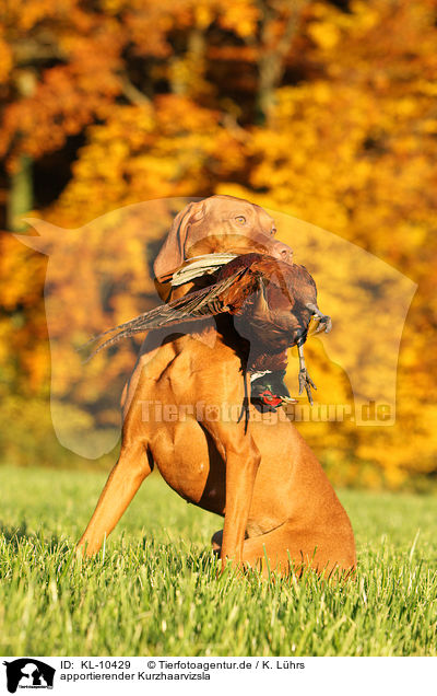 apportierender Kurzhaarvizsla / retrieving shorthaired Magyar Vizsla / KL-10429