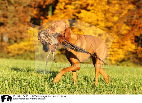 apportierender Kurzhaarvizsla / retrieving shorthaired Magyar Vizsla / KL-10433