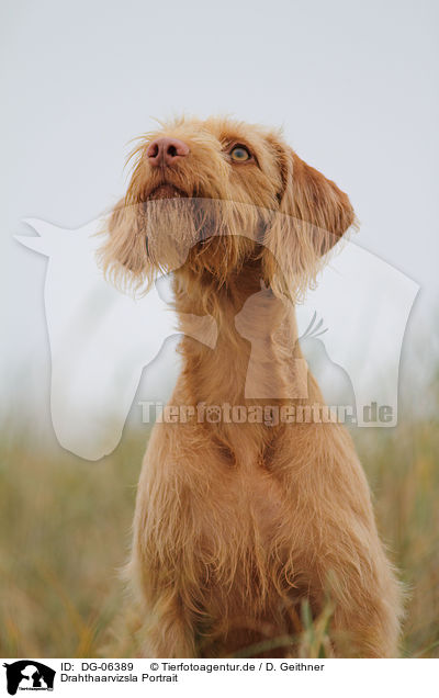 Drahthaarvizsla Portrait / wirehaired Magyar Vizsla portrait / DG-06389