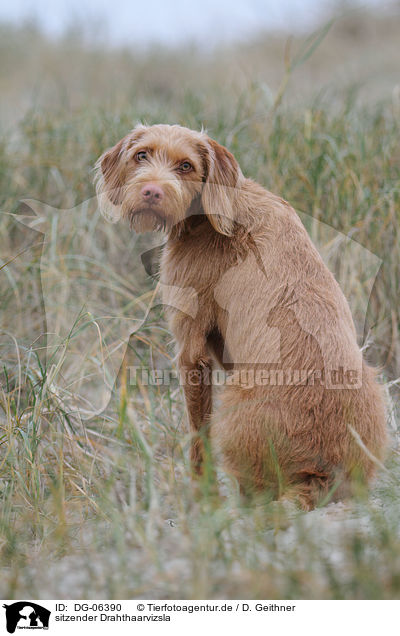 sitzender Drahthaarvizsla / sitting wirehaired Magyar Vizsla / DG-06390