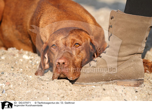 liegender Kurzhaarvizsla / lying shorthaired Magyar Vizsla / DG-07871