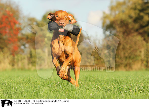 spielender Kurzhaarvizsla / playing shorthaired Magyar Vizsla / KL-12693