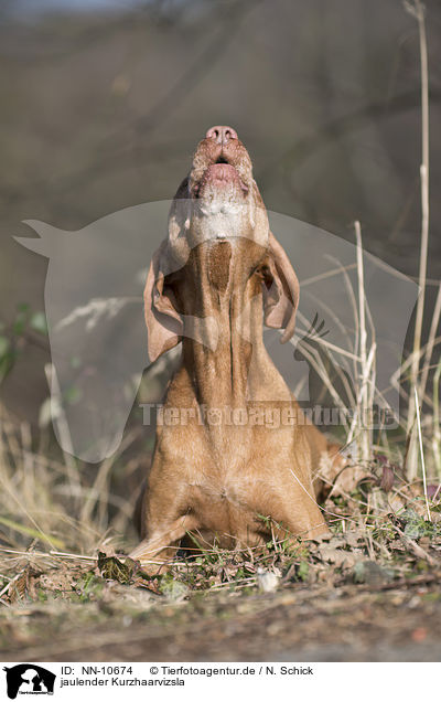 jaulender Kurzhaarvizsla / howling shorthaired Magyar Vizsla / NN-10674