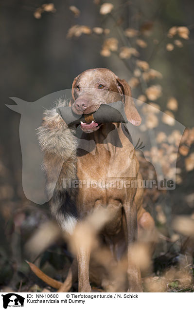 Kurzhaarvizsla mit Dummy / shorthaired Magyar Vizsla with dummy / NN-10680