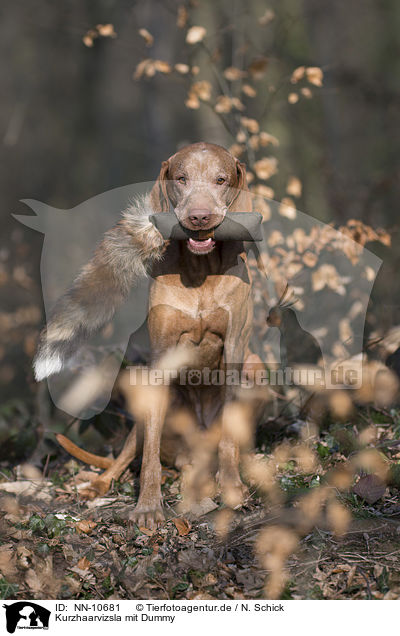 Kurzhaarvizsla mit Dummy / shorthaired Magyar Vizsla with dummy / NN-10681