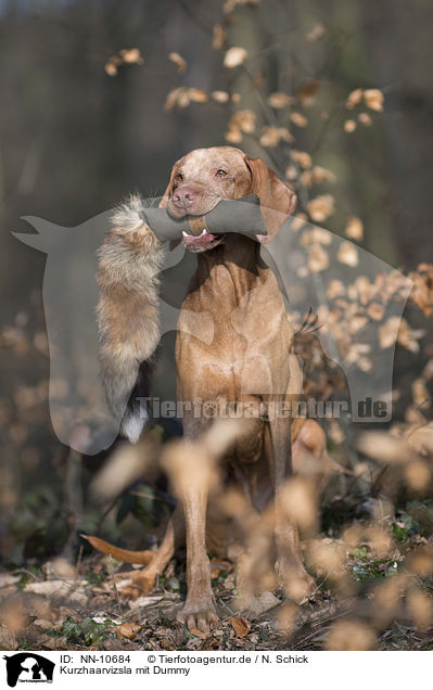 Kurzhaarvizsla mit Dummy / shorthaired Magyar Vizsla with dummy / NN-10684