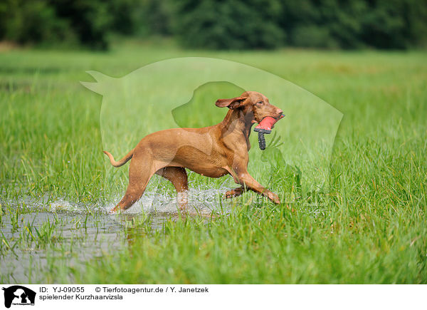 spielender Kurzhaarvizsla / playing shorthaired Magyar Vizsla / YJ-09055