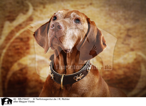 alter Magyar Vizsla / old Magyar Vizsla / RR-75447