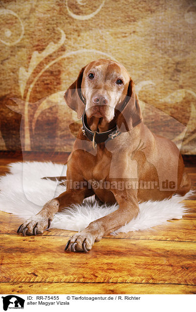 alter Magyar Vizsla / old Magyar Vizsla / RR-75455