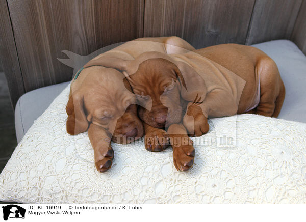 Magyar Vizsla Welpen / Magyar Vizsla Puppies / KL-16919
