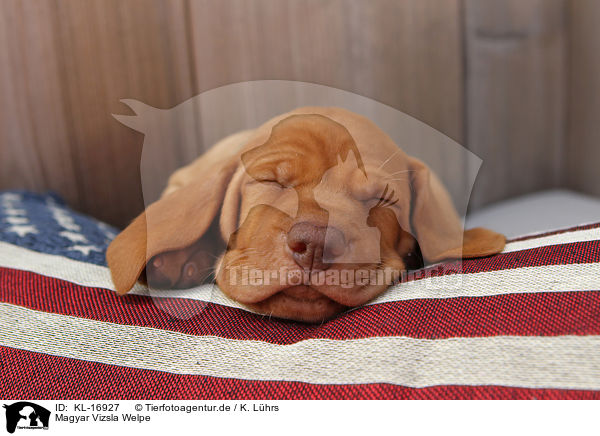 Magyar Vizsla Welpe / Magyar Vizsla Puppy / KL-16927
