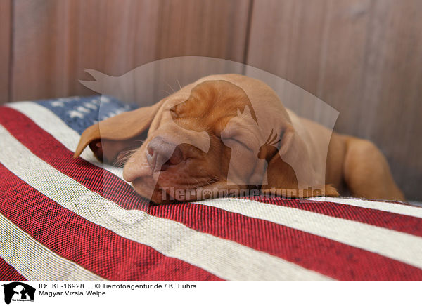 Magyar Vizsla Welpe / Magyar Vizsla Puppy / KL-16928