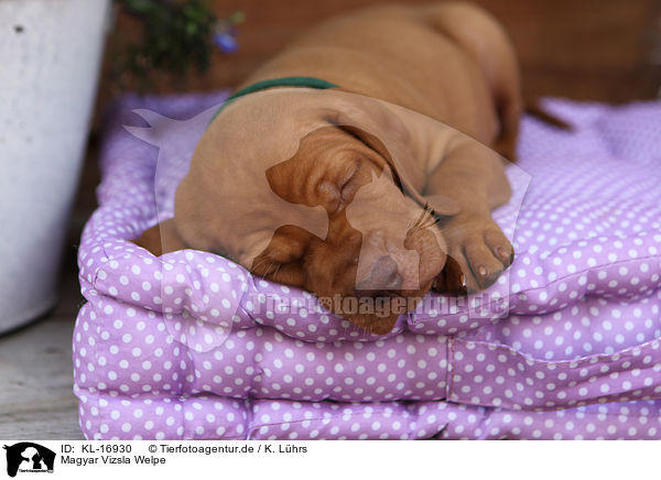 Magyar Vizsla Welpe / Magyar Vizsla Puppy / KL-16930