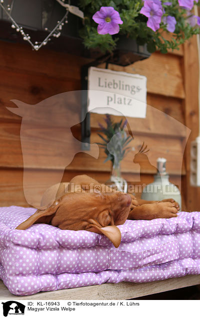 Magyar Vizsla Welpe / Magyar Vizsla Puppy / KL-16943