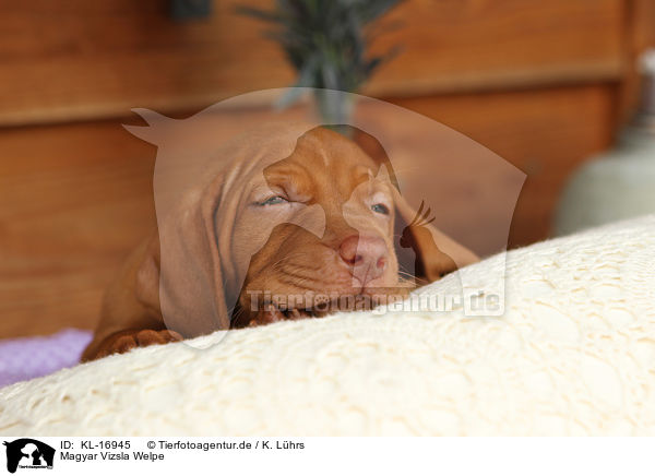 Magyar Vizsla Welpe / Magyar Vizsla Puppy / KL-16945