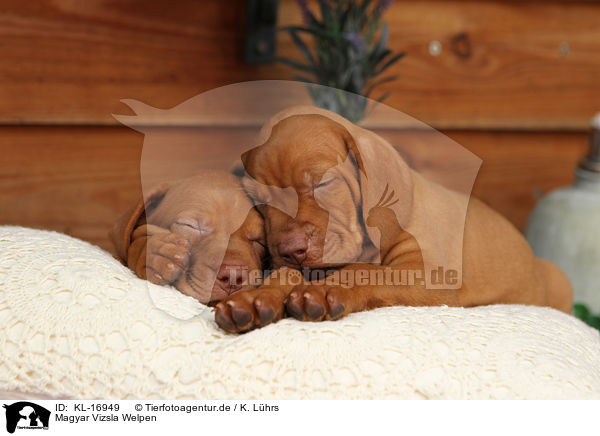 Magyar Vizsla Welpen / Magyar Vizsla Puppies / KL-16949