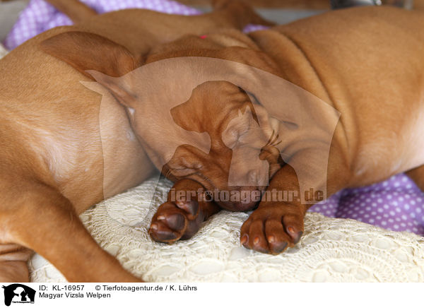 Magyar Vizsla Welpen / Magyar Vizsla Puppies / KL-16957