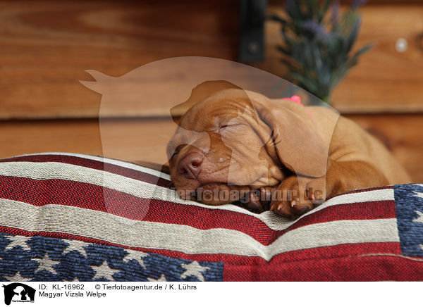 Magyar Vizsla Welpe / Magyar Vizsla Puppy / KL-16962