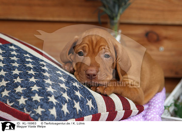 Magyar Vizsla Welpe / Magyar Vizsla Puppy / KL-16963