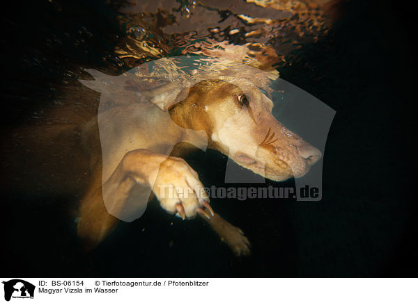 Magyar Vizsla im Wasser / Magyar Vizsla in the water / BS-06154