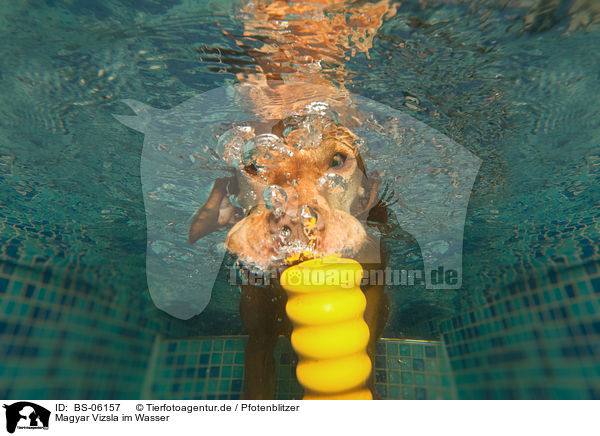 Magyar Vizsla im Wasser / Magyar Vizsla in the water / BS-06157
