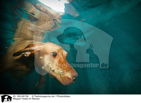 Magyar Vizsla im Wasser / Magyar Vizsla in the water / BS-06159