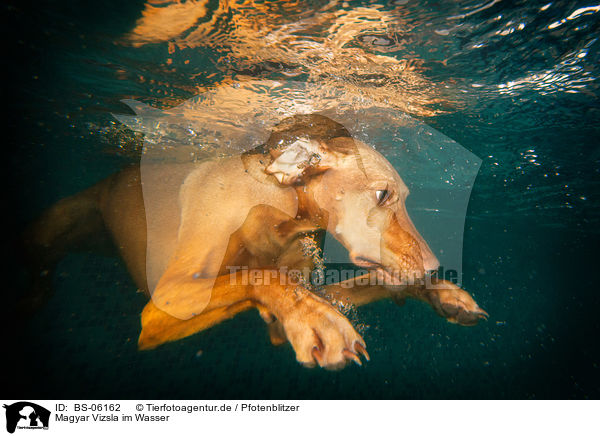 Magyar Vizsla im Wasser / Magyar Vizsla in the water / BS-06162